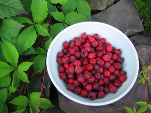 Serviceberries. Photo by Naomi Sachs.